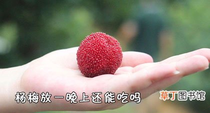 杨梅放一晚上还能吃吗-能吃的