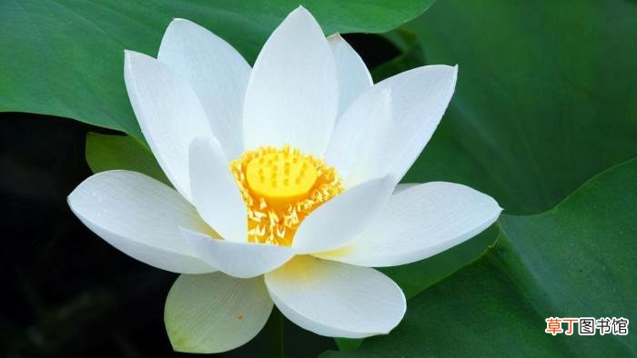 大年初四可以买药吗正月初四宜忌