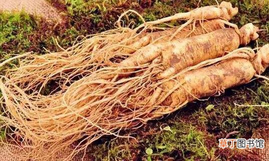 盘点中医常用的5种美容药物