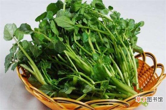 西洋菜的禁忌有哪些？