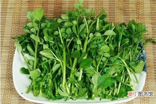 西洋菜的禁忌有哪些？