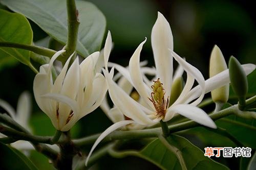花卉养殖小课堂：白兰花用什么土种好白兰花多久换一次土？