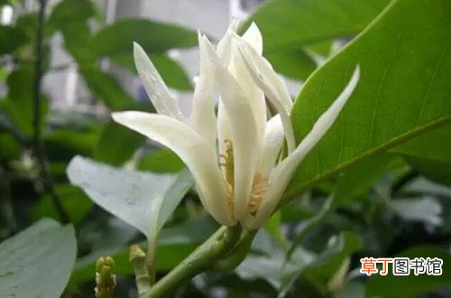 花卉养殖小课堂：白兰花用什么土种好白兰花多久换一次土？