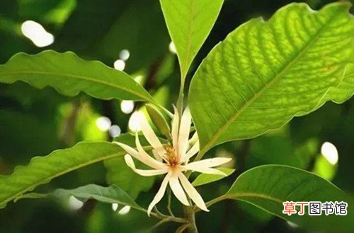 花卉养殖小课堂：白兰花用什么土种好白兰花多久换一次土？