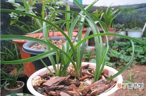 花卉养殖小课堂：兰花卷叶子是怎么回事怎么救？