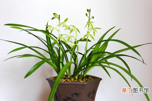 花卉养殖小课堂：兰花卷叶子是怎么回事怎么救？