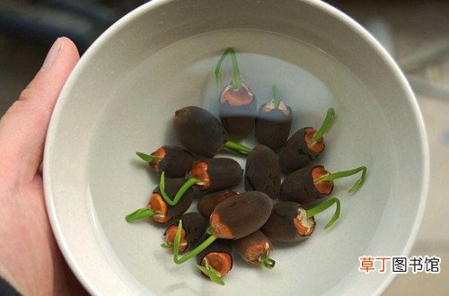碗莲发芽后怎么养护发芽后咋感觉那水有臭味要怎么办？