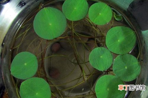 碗莲发芽后怎么养护发芽后咋感觉那水有臭味要怎么办？
