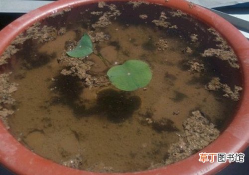 碗莲发芽后怎么养护发芽后咋感觉那水有臭味要怎么办？