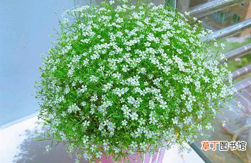 花卉养殖小课堂：满天星枝条枯萎了怎么办该如何挽救？