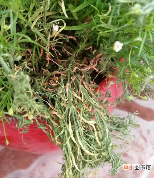 花卉养殖小课堂：满天星枝条枯萎了怎么办该如何挽救？