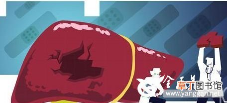 NAFLD 腰部脂肪堆积导致肥胖 会导致非酒精性脂肪肝的发生