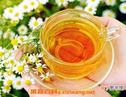 野菊花蜂蜜的作用与功效