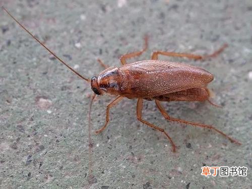 一文告诉你效果 开灯能防止蟑螂爬床吗