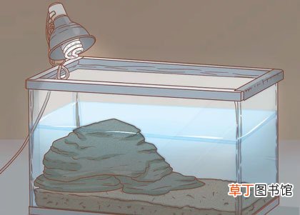 小乌龟怎么养-小乌龟吃什么食物