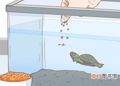 小乌龟怎么养-小乌龟吃什么食物