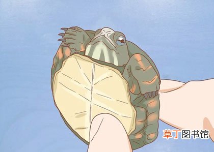 小乌龟怎么养-小乌龟吃什么食物