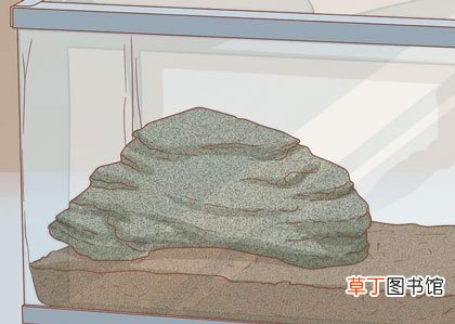 小乌龟怎么养-小乌龟吃什么食物