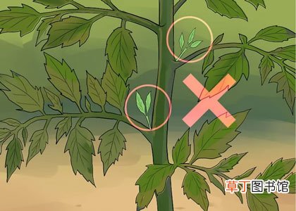 西红柿修剪图解-西红柿怎么修剪枝叶