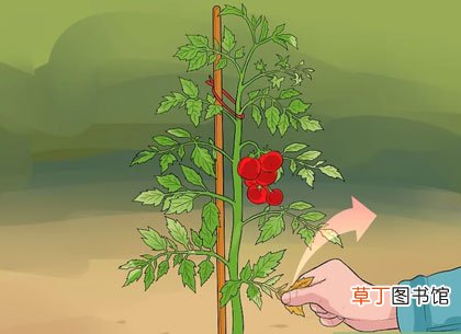 西红柿修剪图解-西红柿怎么修剪枝叶