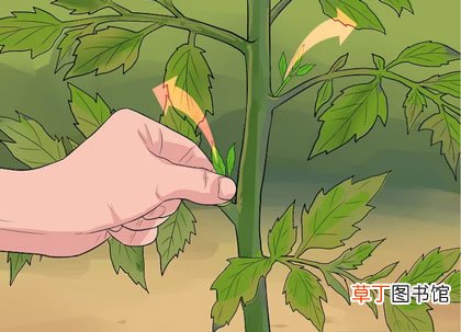 西红柿修剪图解-西红柿怎么修剪枝叶