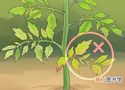 西红柿修剪图解-西红柿怎么修剪枝叶