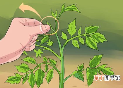 西红柿修剪图解-西红柿怎么修剪枝叶