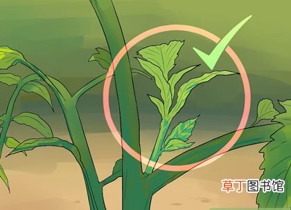 西红柿修剪图解-西红柿怎么修剪枝叶