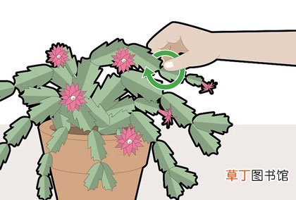 两个步骤详解 蟹爪兰怎么修剪
