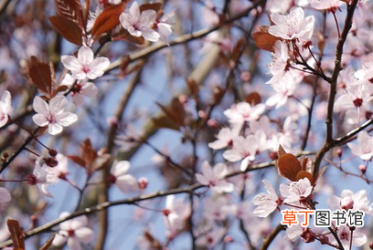 紫叶李的果子能吃吗-红叶李果实营养价值