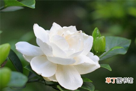 栀子花的养殖方法和注意事项-详情简介