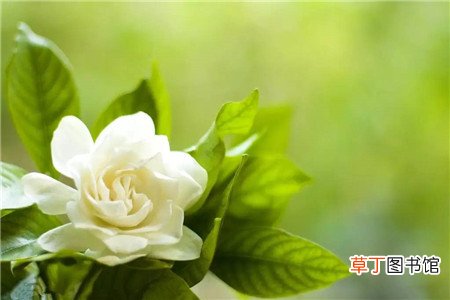 栀子花的养殖方法和注意事项-详情简介