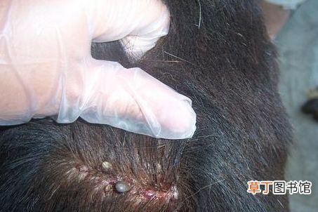 头上长虱子怎么去除 去虱子和虱子卵的有效方法