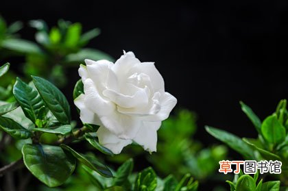小叶栀子一年开几次花-花友须知