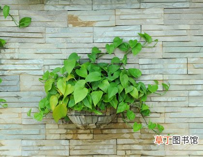 绿萝变黄了有黄叶怎么办-7个原因须知