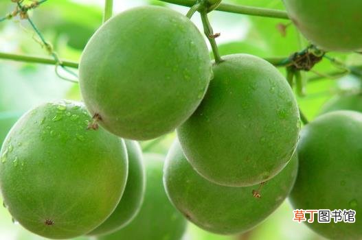 清肺英雄神仙果 润肺止咳全靠它
