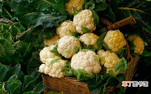 有抗癌明星蔬菜的花椰菜绿花椰白花椰功各不同