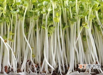 “大饼脸”瘦脸的食物 知道瘦脸的食物怎么做吗？
