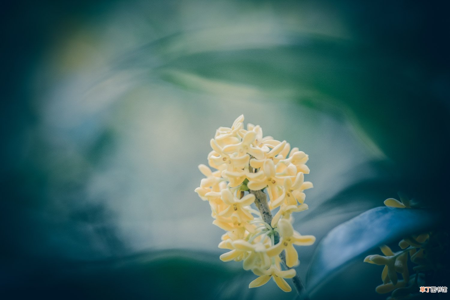 古代花名雅称