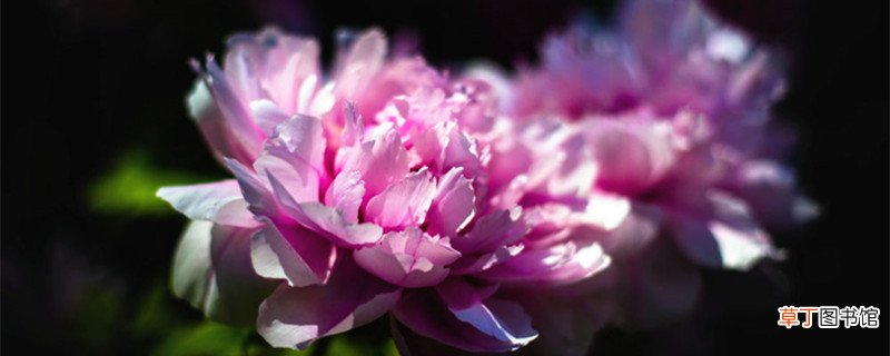 古代花名雅称