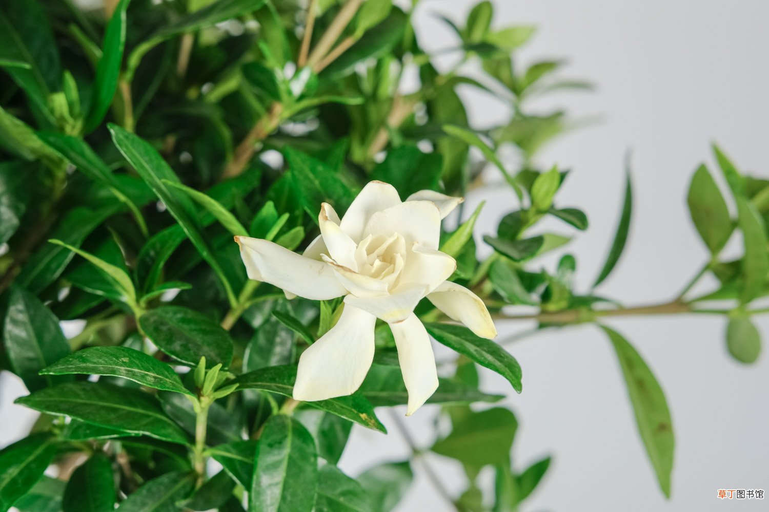 栀子花如何晒干食用