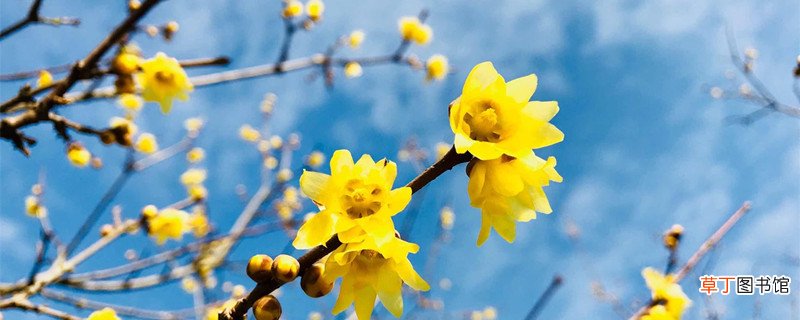 腊梅花结果子预示着什么