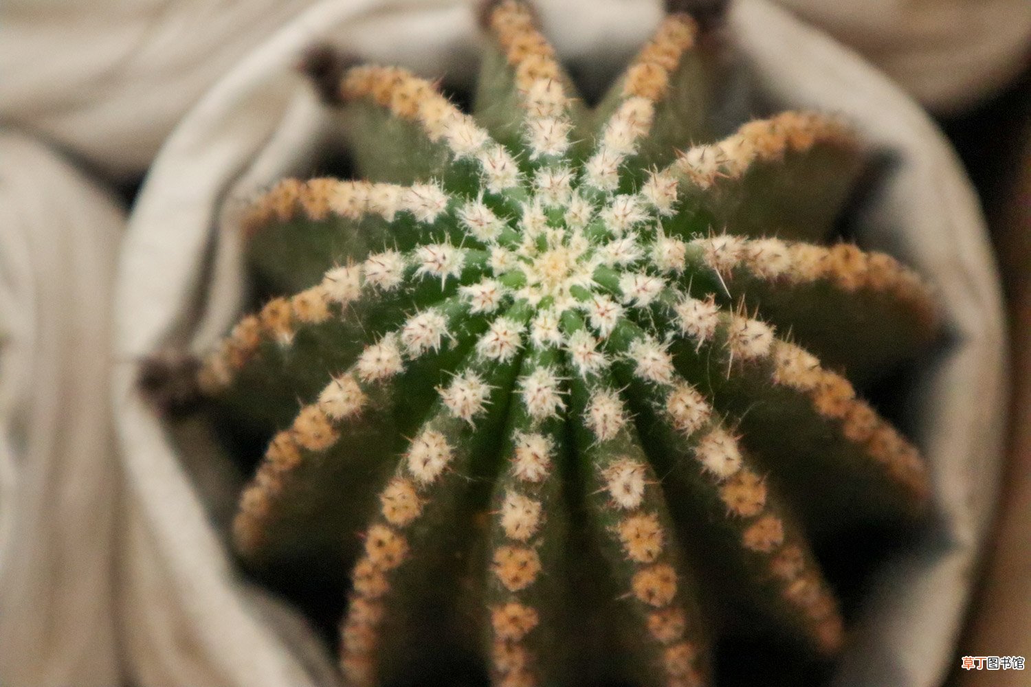 仙人球开白花是好事吗