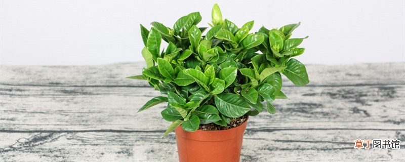 栀子花怎么晒干泡茶