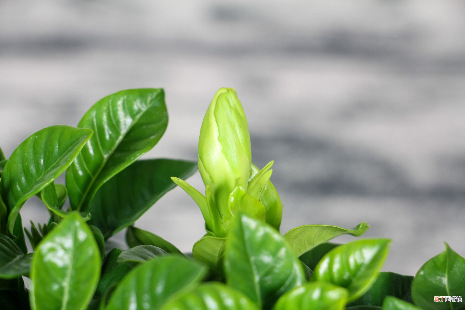 栀子花怎么晒干泡茶