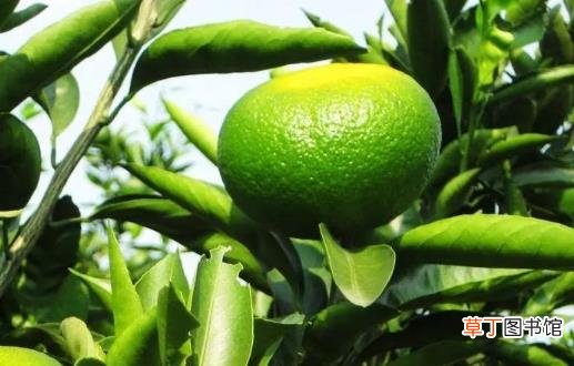 柑橘的营养及药用价值 挑选甜甜柑橘的方法