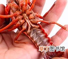 教你饭店不外传的洗小龙虾做法 小龙虾怎么处理干净