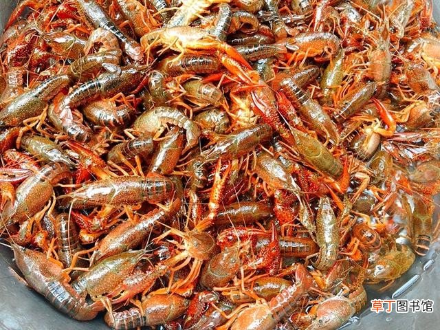 教你饭店不外传的洗小龙虾做法 小龙虾怎么处理干净