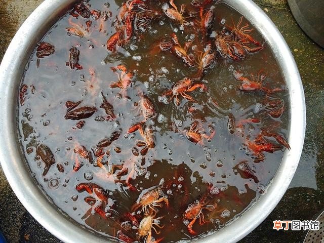 教你饭店不外传的洗小龙虾做法 小龙虾怎么处理干净