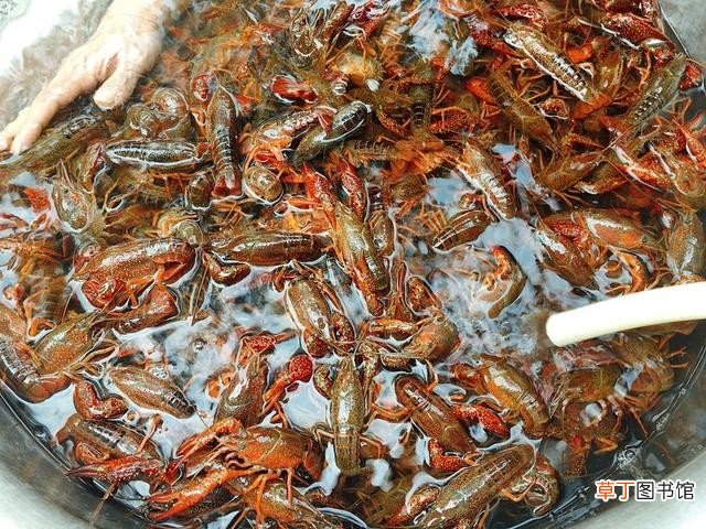 教你饭店不外传的洗小龙虾做法 小龙虾怎么处理干净